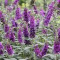 2 Dark Purple Butterfly Bushes Plants, Perennial Flower Shrub, 4-7'' Tall by UIOTER