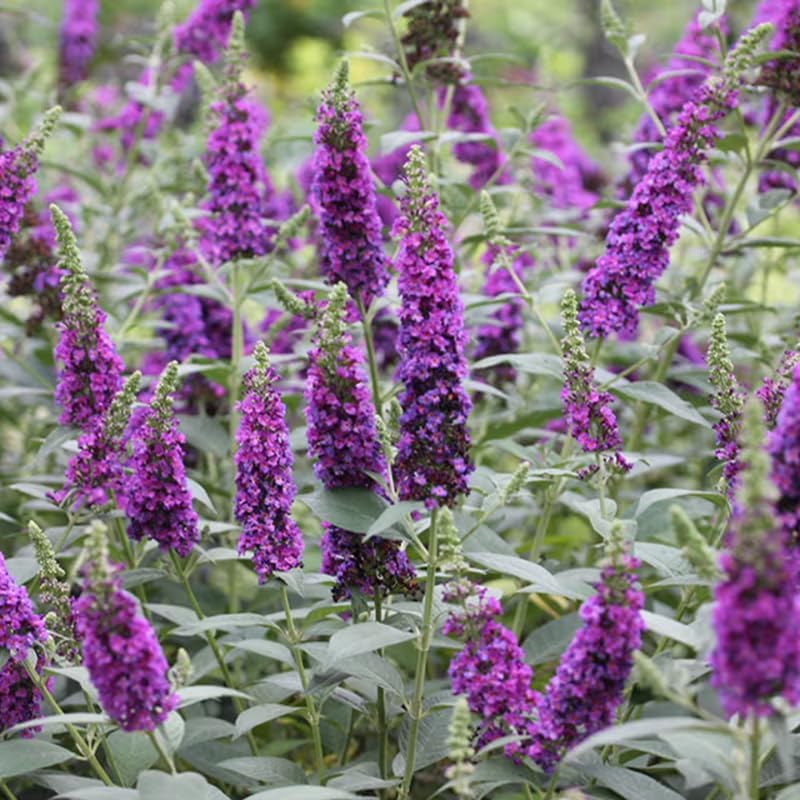 2 Dark Purple Butterfly Bushes Plants, Perennial Flower Shrub, 4-7'' Tall by UIOTER
