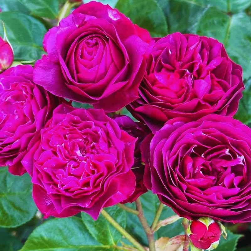 Purple Climbing Roses Live Plant, Rose Bush Plant, 5-7 Inch Tall by PlantsSeedsBulbs