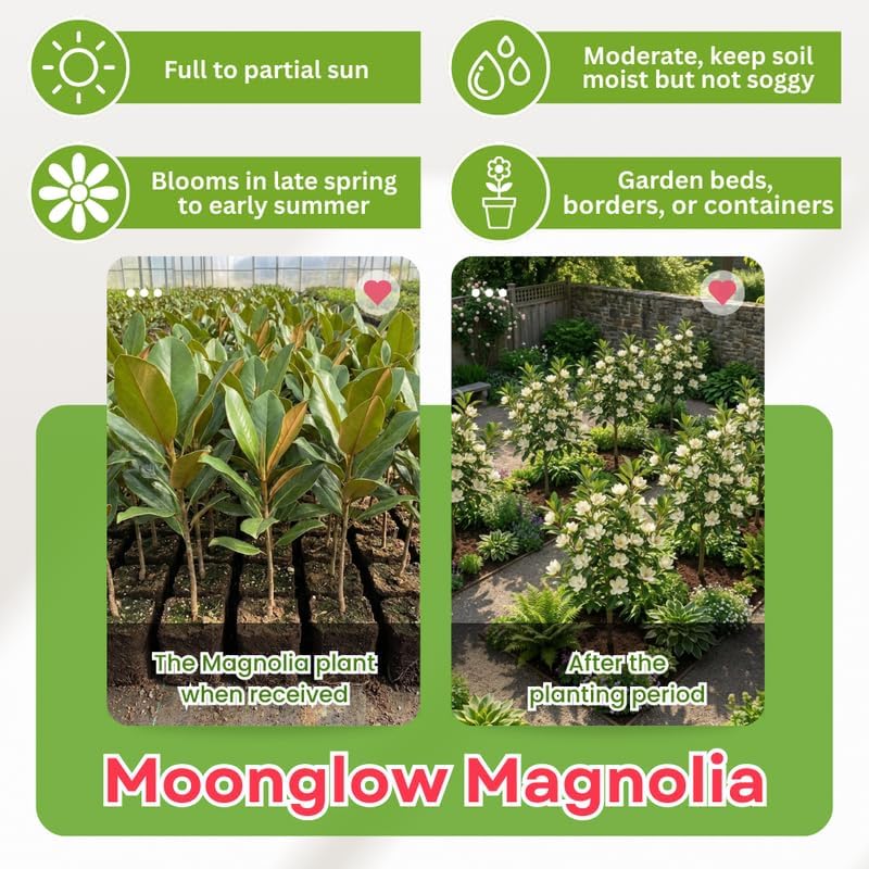 White Magnolia Flower Tree, Hardy Ornamental Flowering Plant, Gallon Pot - Image 3