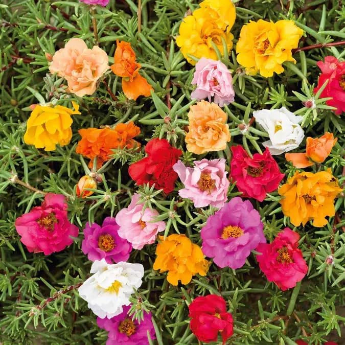 20,000+ Moss Rose Seeds (Portulaca Grandiflora) - Mixed Color Perennial Ground Cover, Non-GMO, Heirloom, Vibrant Blooms for Garden Beds, Outdoor Planting & Garden Beautification - Image 2