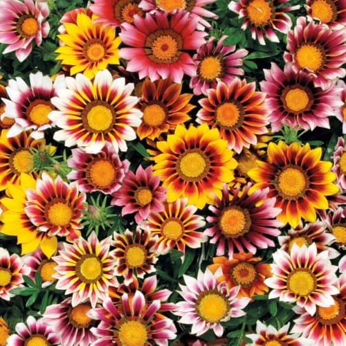 300+ Perennial Gazania Rigens Flower Seeds for Planting - Drought-Tolerant Ground Cover, Ideal for Rock Gardens & Borders, Attracts Pollinators, Low-Maintenance - Image 6