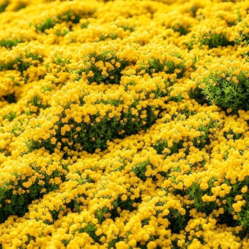 21600+ Creeping Thyme Seeds for Planting Outdoor - Perennial Ground Cover Plant, Low Maintenance - Image 3