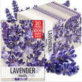 Seed Needs Blue Hidcote Lavender Seeds to Plant an Herb Garden - 20 Packs by SeedNeeds