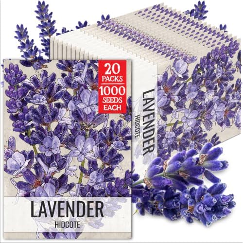 Seed Needs Blue Hidcote Lavender Seeds to Plant an Herb Garden - 20 Packs by SeedNeeds