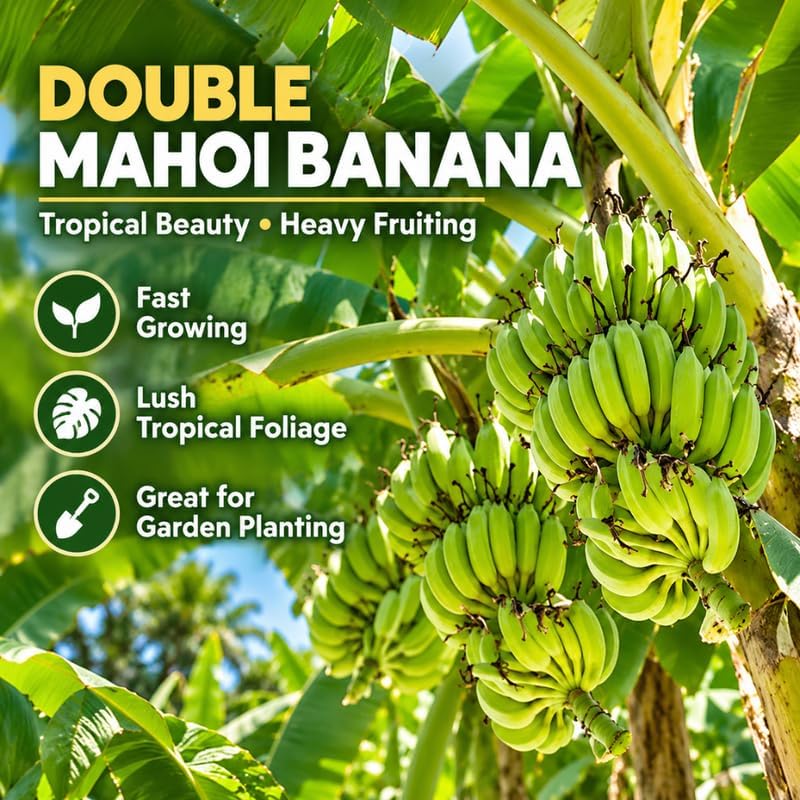 Dwarf Banana Tree, Musa Double Mahoi Banana Plant Live, 1 Starter Plant - Image 3