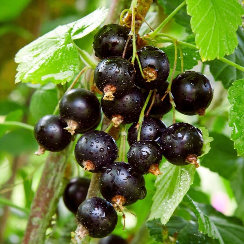 Consort Black Currant Bush Live Plant, 5-9 Inch Tall, Cold Hardy Fruit - Image 6