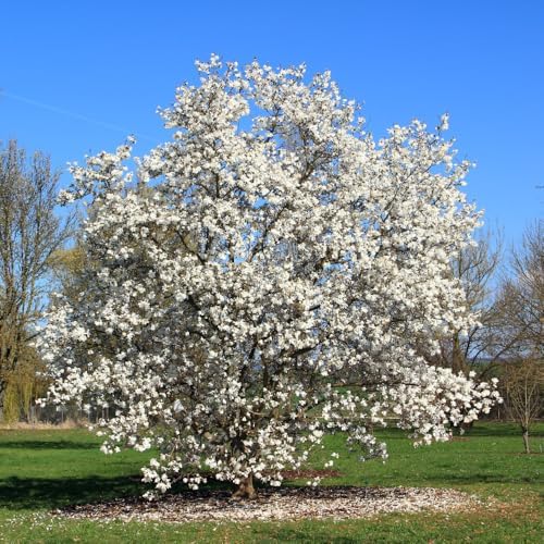 Star Magnolia Tree Plant Live, Ornamental Tree, 6-12 Inch Tall, 4 Inch Pot by Unknown
