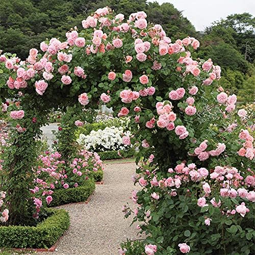Heirloom English Climbing Roses, Live Own Root Plant, Strawberry Hill® - Image 4