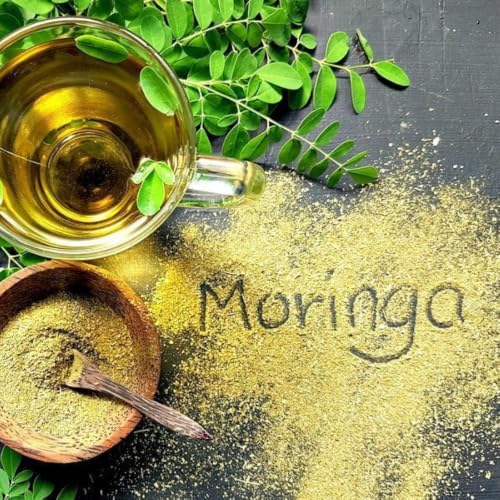 2 Large Moringa Tree Plants,12-20 Inc Tall, Oleifera Moringa Drumstick Tree - Image 5
