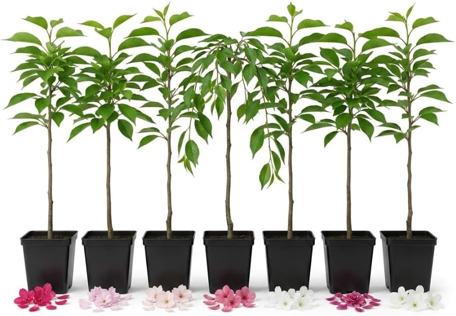 2 Live Flowering Cherry Blossom Trees Assorted Varieties - Random Okame, Double Pink, Yoshino, White Weeping, Snowgoose or Kwanzan Cherry Tree Live Plants 5-12" Tall 3" Pot - Image 2