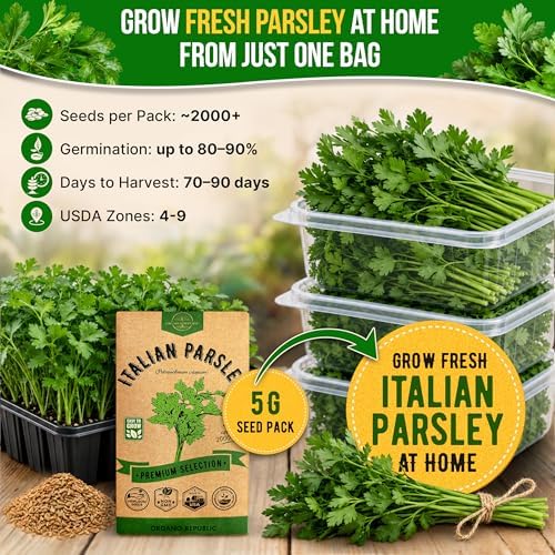 Italian Parsley Seeds Pack 5G - Over 2,000 Non-GMO Heirloom Parsley Seeds for Planting Herbs in Individual Seed Packet, Herbs Seeds for Planting Home Garden Indoor & Outdoor Gardening - Image 4