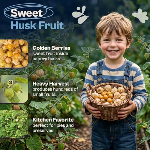 SVI 500 Pineapple Ground Cherry Seeds (Physalis pruinosa) – Tomatillo Seed Packets, Golden Berries, Ground Cherries Seed Pack – Annual Heirloom Fruit and Vegetable Seeds For Outdoor Garden, Raised Bed - Image 3