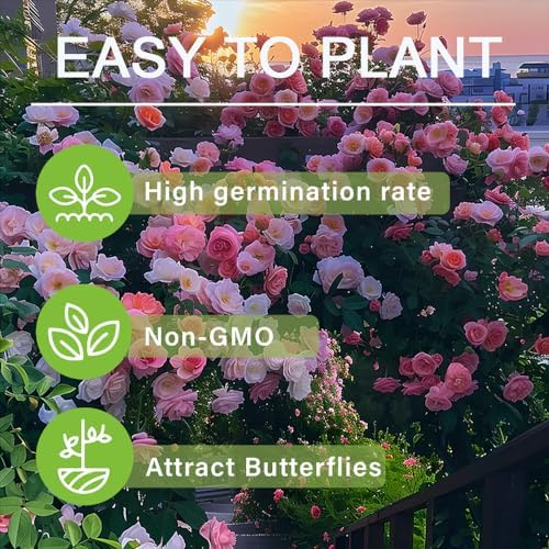 250+ Mix Climbing Roses Flowers Seeds -Rose Bushes Vine Climber Rose Seeds for Planting Outdoors-High Germination Rate Ornamental Your Garden - Image 7