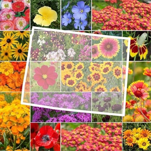 Eden Brothers Wyoming Wildflower Mixed Seeds for Planting, 1 oz by EdenBrothers