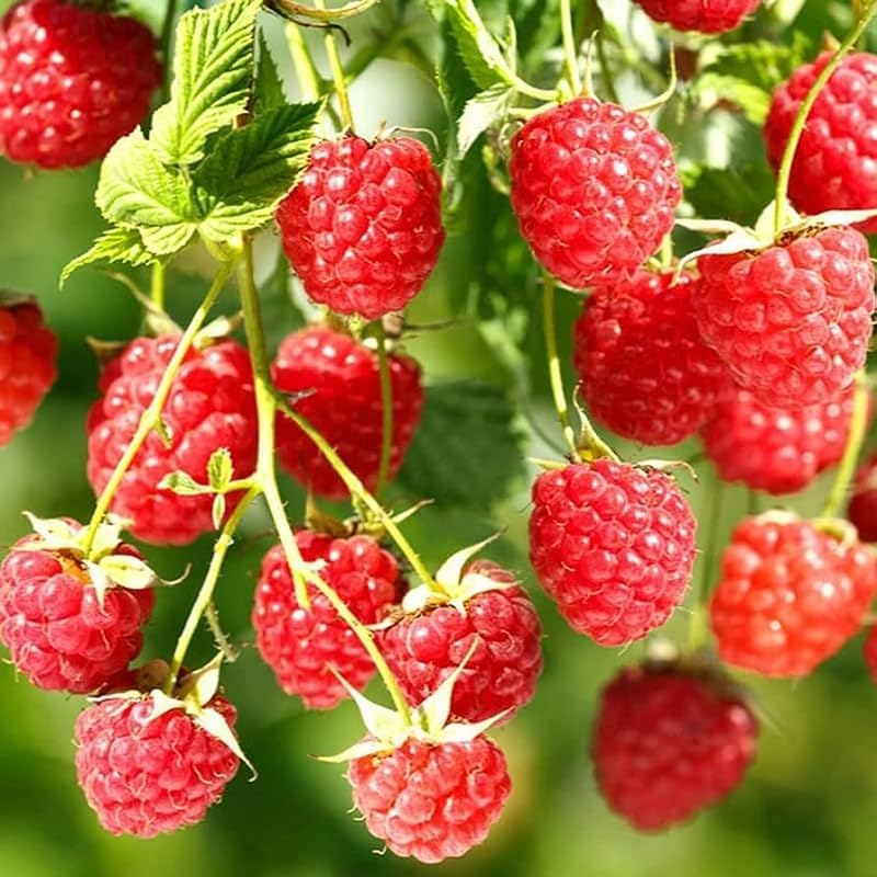 2 Red Raspberry Plants Live, Sweet Edible Berry Bush, 4-9" by PlantsSeedsBulbs