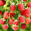 2 Red Raspberry Plants Live, Sweet Edible Berry Bush, 4-9" by PlantsSeedsBulbs