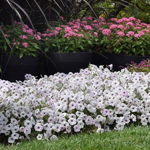 Eden Brothers Petunia Seeds - Easy Wave Silver by EdenBrothers