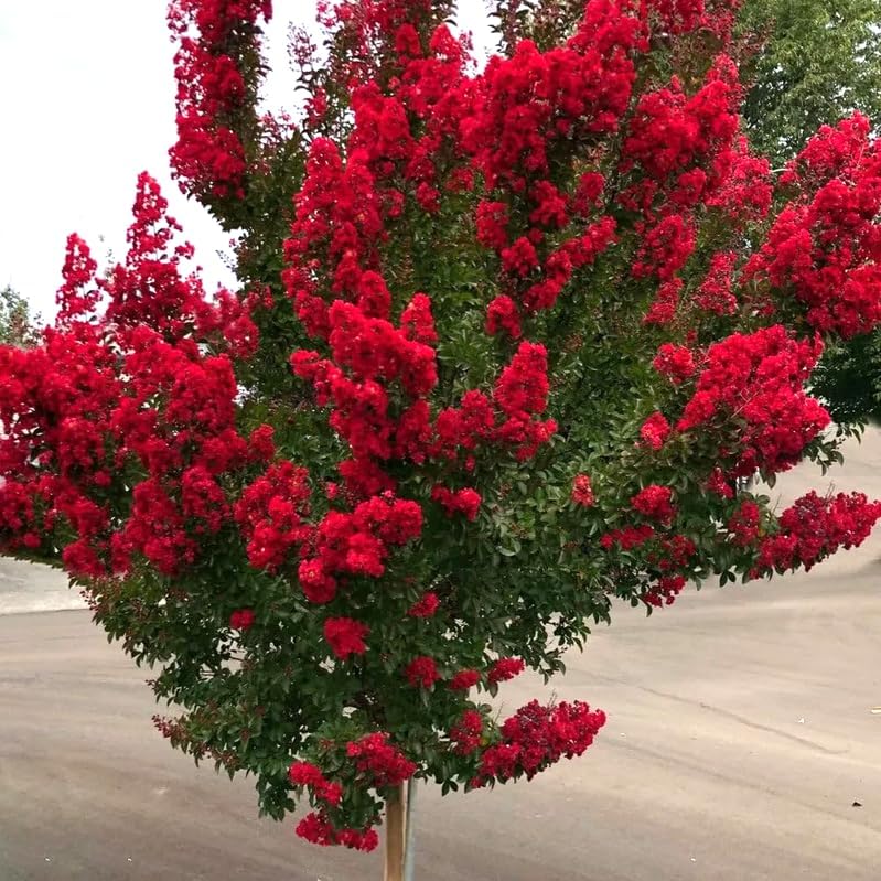 Red Crape Myrtle Shrub/Tree - 6-12" Tall Live Plant - Quart Pot - Image 7