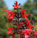 Scarlet Sage 6 Live Plants (Salvia coccinea) – Native Wildflower for Hummingbird & Pollinator Gardens, Long Blooming Red Flowers, Drought Tolerant, Low Maintenance Full Sun Perennial by MyHomePark