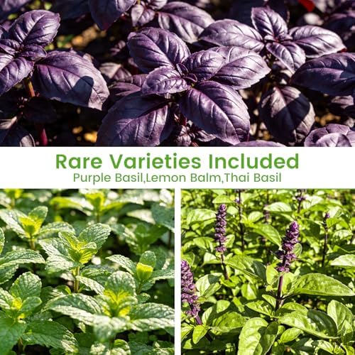 Herb Seeds 15-Pack – 4,500+ Heirloom Seeds for Planting – Indoor & Outdoor Herb Garden Kit with Basil, Cilantro, Rosemary, Thyme, Dill, Sage – Medicinal & Culinary Herb Seeds Variety Pack - Image 7