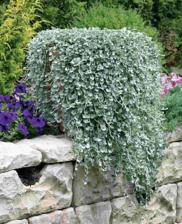 Dichondra Plant, Dichondra Ground Cover Plant for Planting, Ideal Lawn Alternative in Sun or Shady, 4" Pot (Silver Falls Dichondra) - Image 2