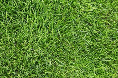 Kentucky 31 K31 Tall Fescue Grass Seed by Eretz - Choose Size! State Certified, No fillers, No Weed or Other Crop Seeds (8oz) - Image 4
