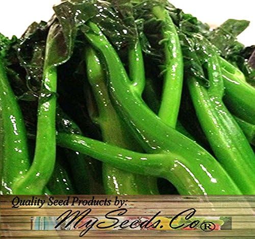 Big Pack - (1,500) Chinese Broccoli, Kailan GAI LAN Seeds - Used in Cantonese Cuisine - Non-GMO Seeds by MySeeds.Co (Big Pack - Kai LAN) - Image 6