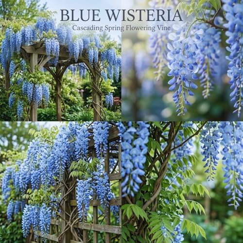 Blue Wisteria Live Plant, 2.5" Pot, Vigorous Growing Climbing Vine, Easy Care Flowering Vine, Cold-Hardy Plant for Outdoor Garden, Patio and Backyard - Image 4