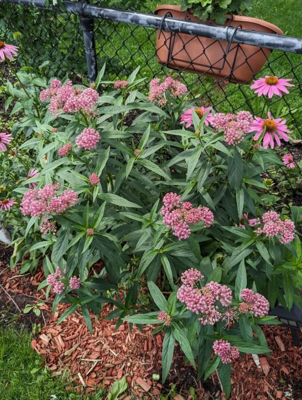 Set 2 Pink Milkweed Plants Live Perennial Asclepias Flower Plants Fragant Milkweed Flowers Well Rooted 4-7 Inch Tall - Image 3