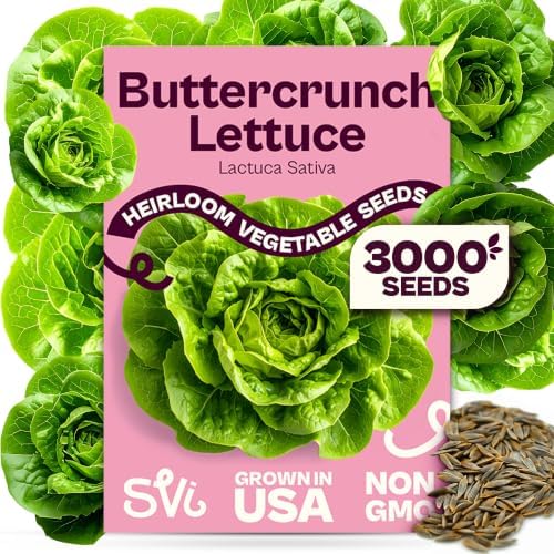 SVI 3000 Buttercrunch Lettuce Seeds (Lactuca Sativa) – Butter Lettuce Head Seed Packets Bulk – Heirloom Vegetable Seeds for Outdoor & Indoor Vegetable Garden, Containers by SVI