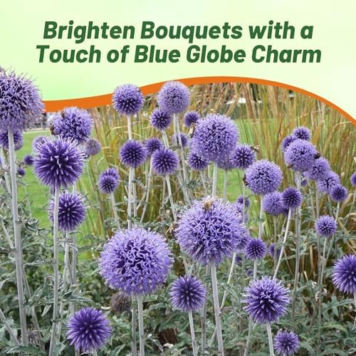 Outsidepride Blue Globe Thistle Seeds - 500 Pcs Perennial, Drought Tolerant & Self-Seeding, Flower Seeds for Planting w/Thistle-Like Foliage & Vibrant Purple Blooms, Ideal for Xeriscaping Gardens - Image 6