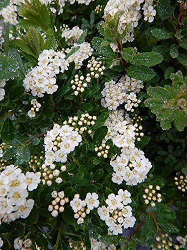 Spiraea nipponica 'Snowmound' (Spirea) Shrub, #3 - Size Container - Image 3