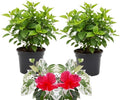 3 Variegated Red Hardy Hibiscus Plants Live, Flowering Shrub, 4-7 Inch Tall by Unknown