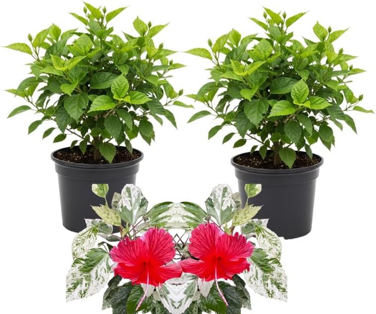 3 Variegated Red Hardy Hibiscus Plants Live, Flowering Shrub, 4-7 Inch Tall by Unknown