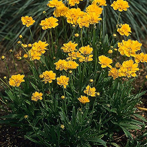 Outsidepride Yellow Early Sunrise Coreopsis Seeds - 250 Seeds Tall, Native, Deer Proof, & Drought Tolerant Perennial Flower Seeds w/Compact Growth Habit & High Adaptability for Soils (AAS Winner) - Image 5