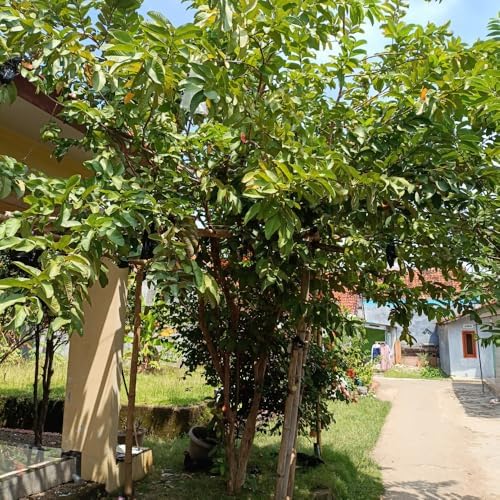 Pink Guava Tree Live Plant, 8-12 Inch Tall Guava Plant - Image 6