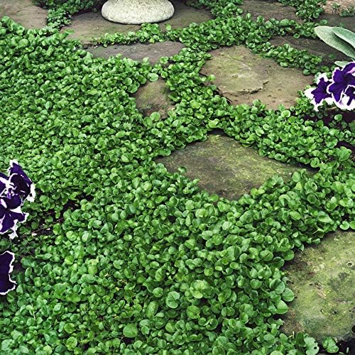Outsidepride Perennial Dichondra Repens Seeds - 1 lb Dense Green, Low-Maintenance Ground Cover Seeds for Planting, Ideal Lawn Alternative in Sun or Shady Areas & Erosion Control in USDA Zones 8-11 by Outsidepride