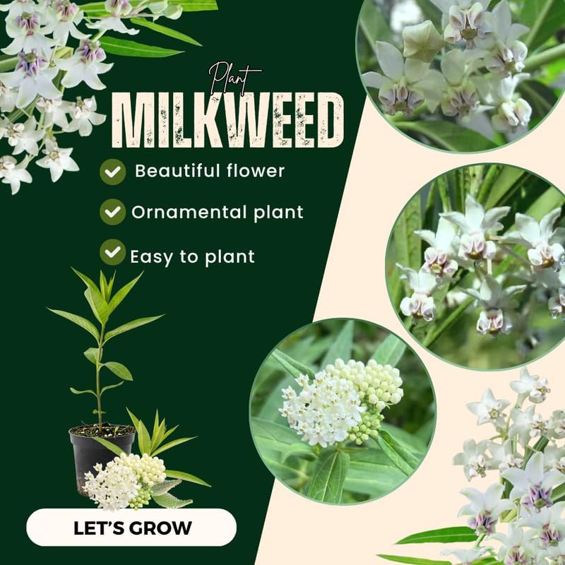 2 White Butterfly Milkweed Plants Live, Asclepias Tuberosa Tropical Flowers - Image 3