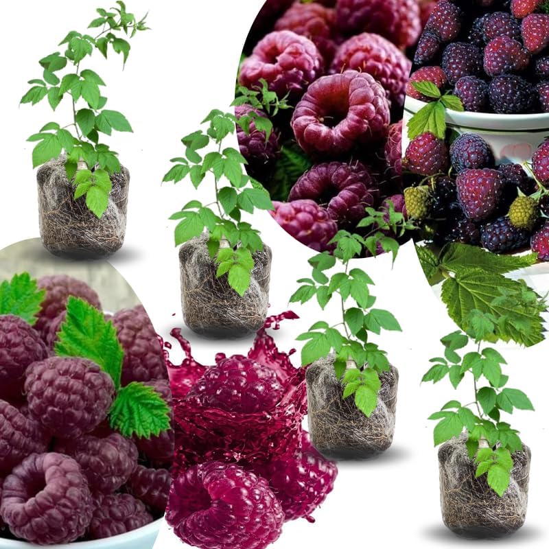 4 Glencoe Thornless Raspberry Live Plants, Berry Bush Plant, 4-6 Inch Tall by PlantsSeedsBulbs