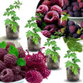4 Glencoe Thornless Raspberry Live Plants, Berry Bush Plant, 4-6 Inch Tall by PlantsSeedsBulbs