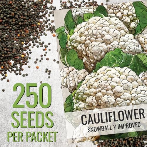Seed Needs Snowball Y Improved Cauliflower Seeds to Plant Heirloom 2 Packs - Image 3
