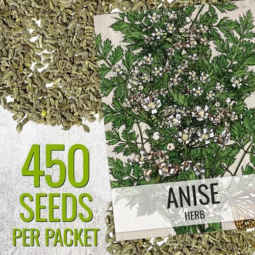 Seed Needs Anise Seeds to Plant an Herb Garden - 1 Pack - Image 2