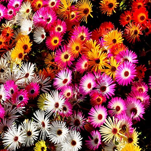 Outsidepride Mix Ice Plant Seeds - 5000 Pcs Perennial, Drought Tolerant Ground Cover Seeds for Planting Vibrant Trailing Blooms, Ideal for Sunny Gardens & Xeriscape Landscaping by Outsidepride