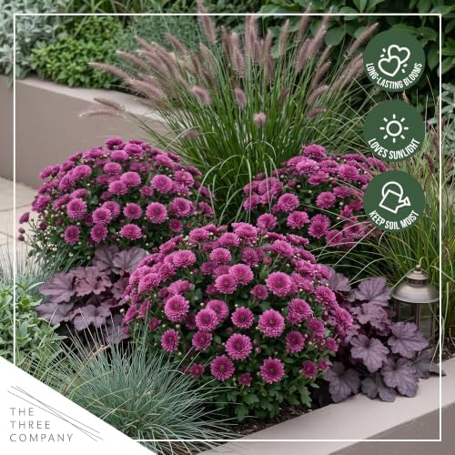 Chrysanthemum (Color Match Deco Pot), Purple Blooms, Live Fall Flowering Perennial, 15" Tall by 12" Wide in 3 Qt Pot - Image 7