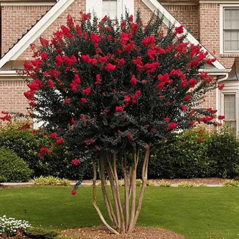 2 Red Crape Myrtle Trees - 6-12" Tall Live Plants - Quart Pots - Image 6