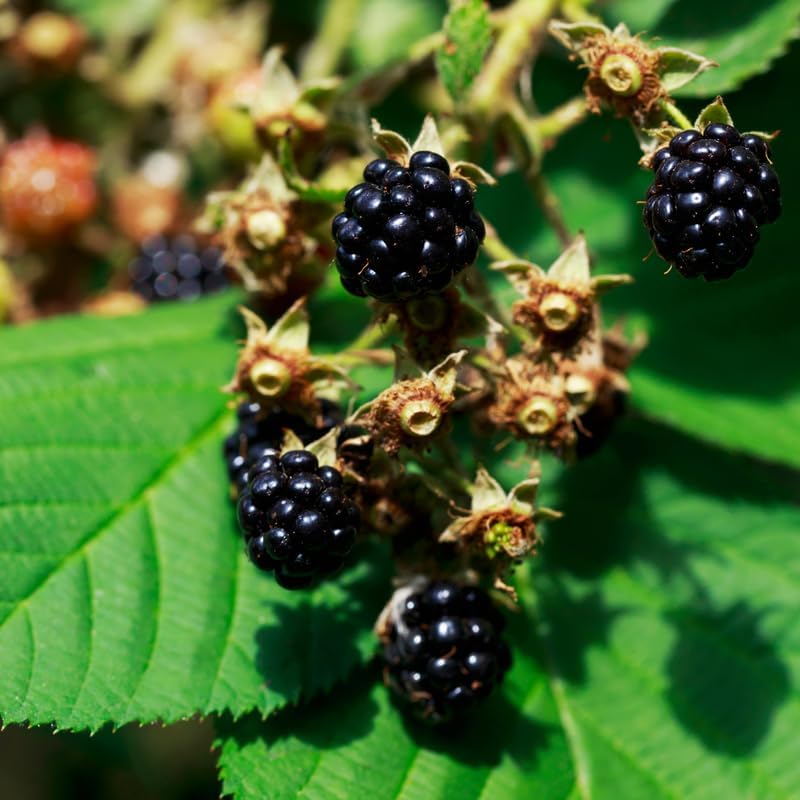 2 Sweet Pie BlackBerry Live Plants, Thornless Berry Plant, 5-8" Tall - Image 6