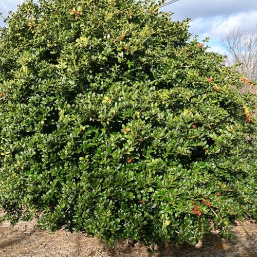 Needlepoint Holly Bush Live Plant, Small Size Holly Tree, Fast Growing Evergreen Shrub, Vibrant Red Winter Berries, Ideal for Privacy Hedges, Screens, and Landscaping - Image 5