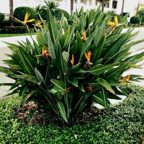 Daisy Ship Bird of Paradise Orange - Strelitzia Reginae - 4 x 2 inch Cups - Image 5