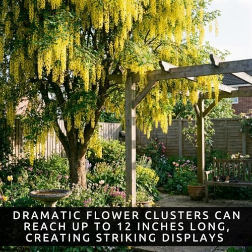 10 Golden Chain Tree Seeds (Laburnum anagyroides) – Stunning Cascading Yellow Flowers – Ornamental Flowering Tree – Hardy Deciduous Landscape Tree – 10 Premium Planting Seeds - Image 6